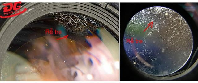 Lens máy ảnh bị rễ tre, nấm mốc - Nguyên nhân và cách khắc phục
