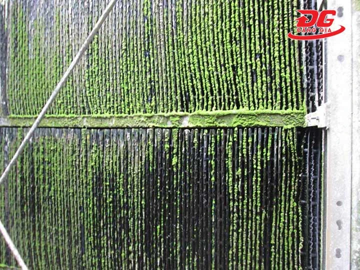 rong rêu tháp giải nhiệt