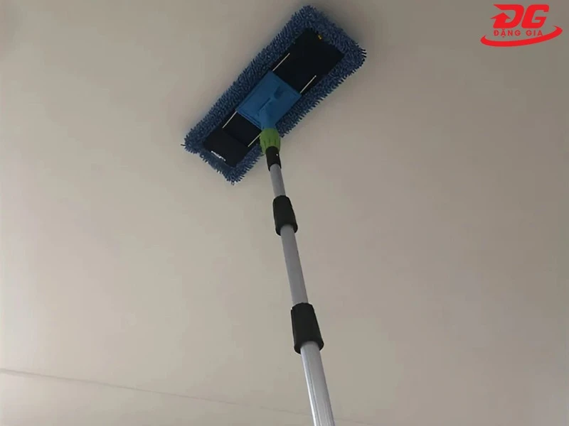 Cây lau trần nhà, tường Dmop