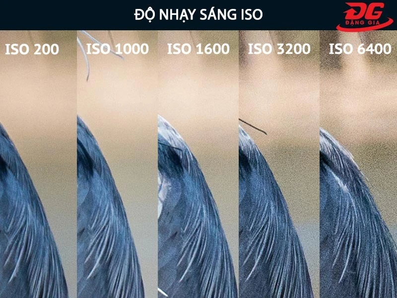 Độ nhạy sáng ISO giúp bạn có hình ảnh sắc nét và đầy đủ ánh sáng