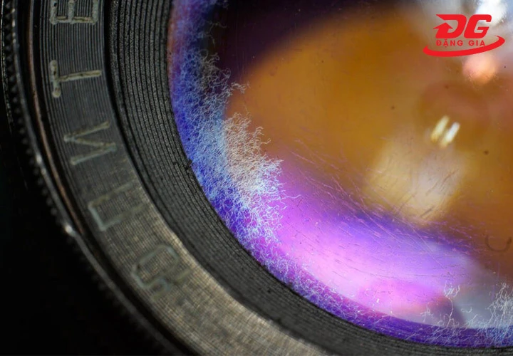 Hình ảnh mốc, rễ tre trên lens ống kính máy ảnh