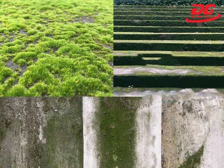 11+ Cách tẩy rêu trên nền xi măng: Đơn giản, Sạch triệt để
