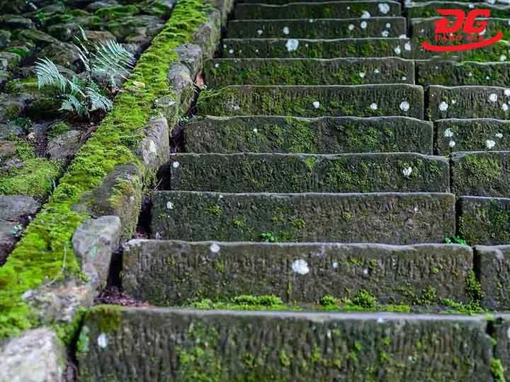 tác hại Rêu bám nền xi măng