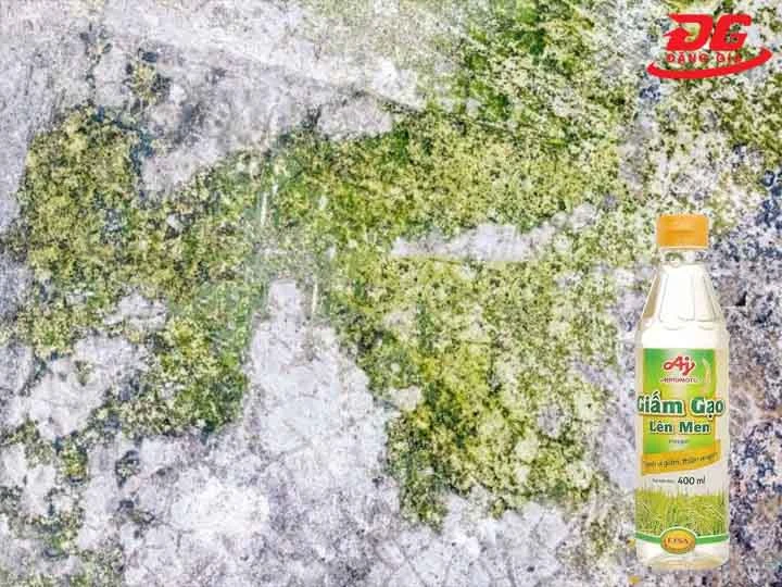 Cách tẩy rêu chỉ bằng giấm