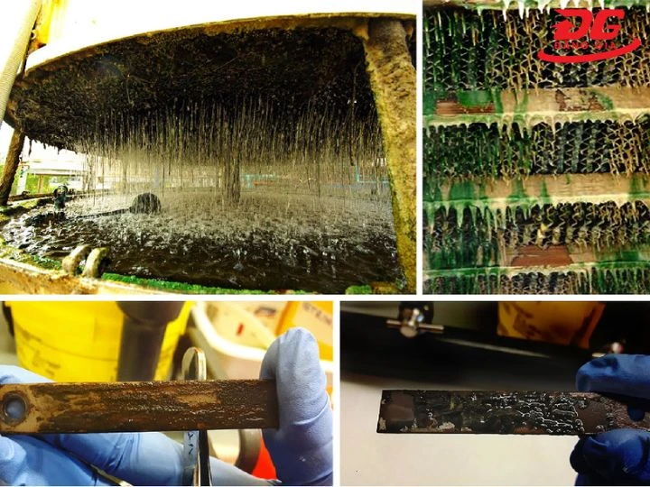 Cách nhận biết rong rêu tháp giải nhiệt