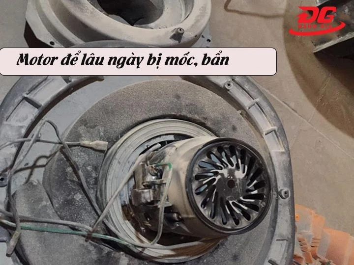 Nấm mốc hình thành
