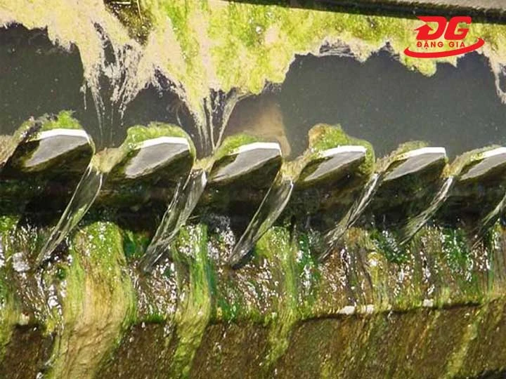 Vi sinh vật và rong rêu