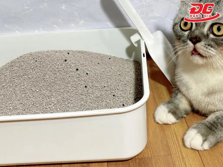 hút ẩm xử lý điện thoại bằng cát vệ sinh chó mèo