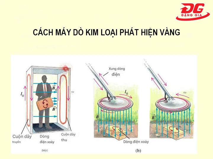 cách Máy dò kim loại phát hiện vàng