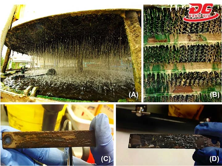 rong rêu trong tháp giải nhiệt