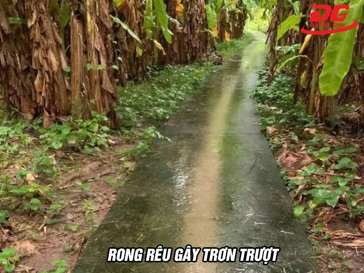  rêu trên nền xi măng trơn trượt