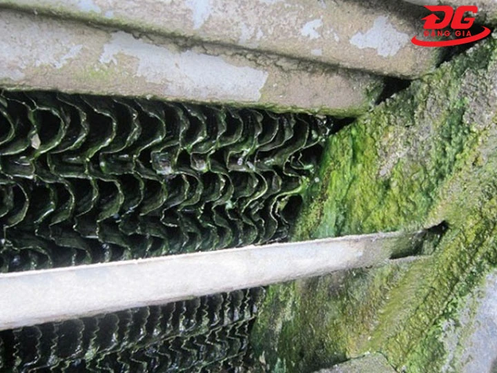rong rêu làm giảm hiệu quả trao đổi nhiệt