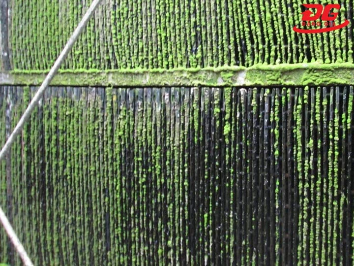 rong rêu trên tấm tản nhiệt