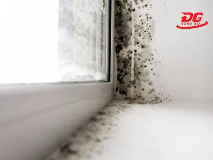 độ ẩm cao tạo điều kiện ẩm mốc sinh sôi