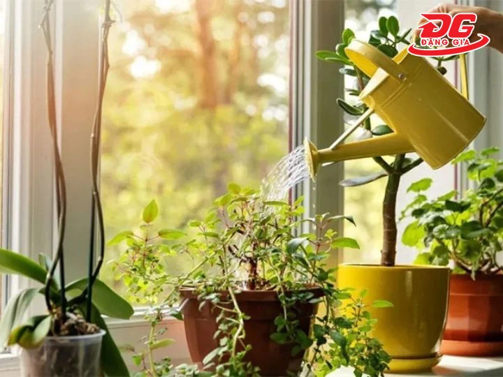 Nước từ máy hút ẩm có tưới cây được không