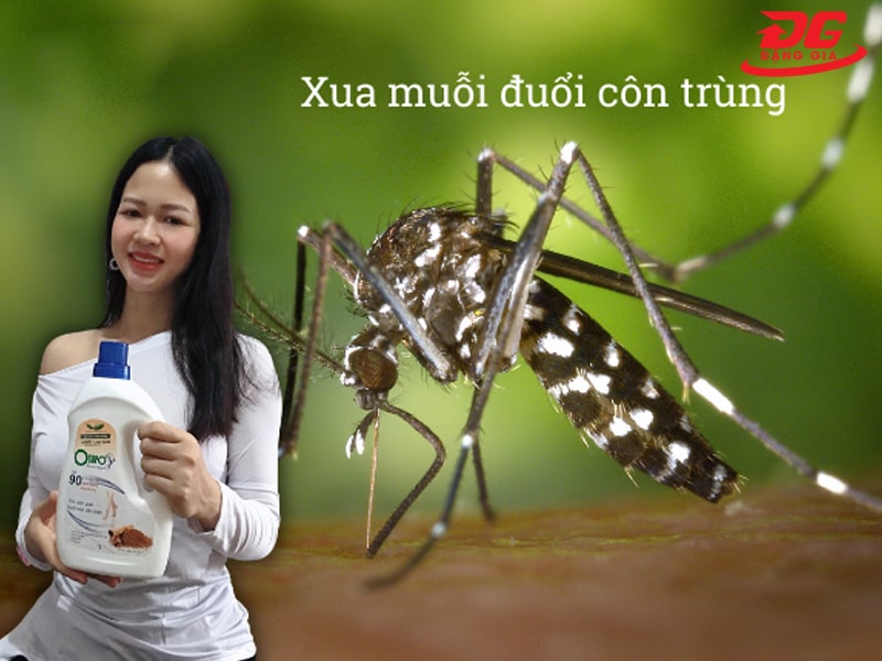 Nước lau nhà đuổi ruồi, muỗi giúp bảo vệ sức khỏe người dùng