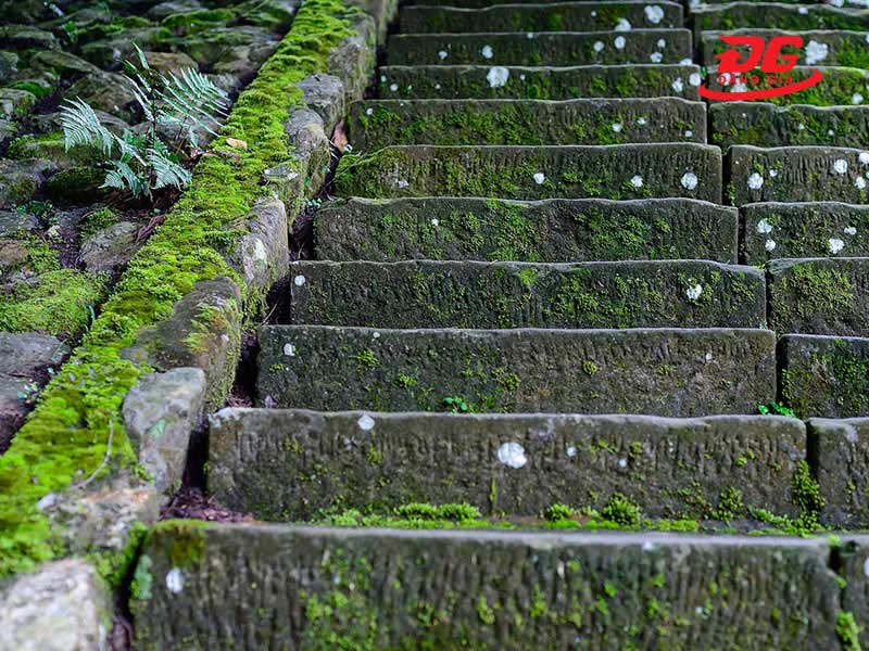 Rêu bám trên sàn, bậc thềm làm mất mỹ quan và gây nguy hiểm khi di chuyển