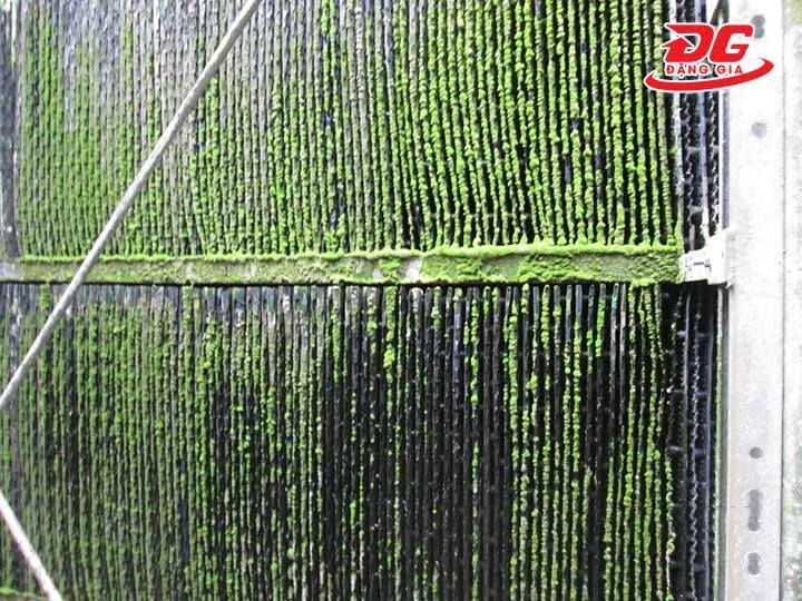 tấm tản nhiệt nhiều rong rêu